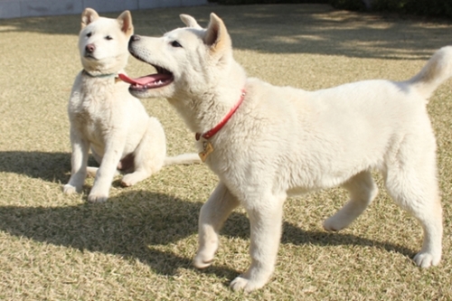 青瓦台珍島犬は２０１３年４月３０日、ソウル鍾路区が指定した動物病院で朴大統領の伴侶動物として登録され、動物登録証も受けている。（写真＝青瓦台）