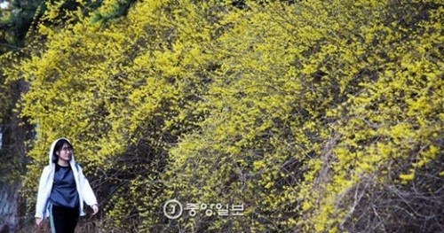 ２６日、釜山東莱区鳴蔵路周辺にレンギョウの花が満開して散歩に出た市民に春の便りを伝えている。