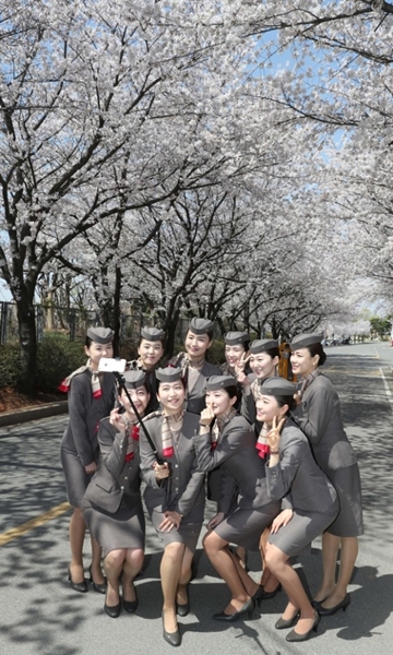 １２日午後、ソウル五?洞のアシアナ航空本社の近くで満開の桜を背景に訓練修了記念写真を撮っている同社乗務員。