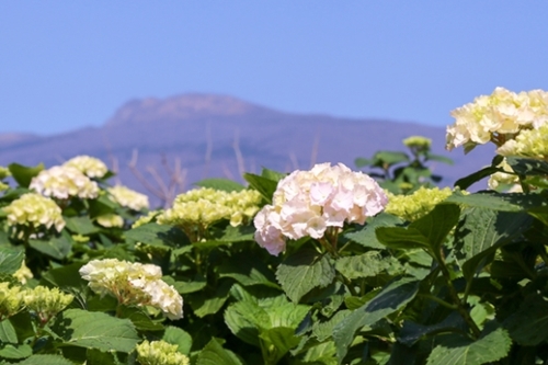 済州道ヒュエリ公園が初夏の花・アジサイを２カ月早くお披露目した。（写真提供＝ヒュエリ）
