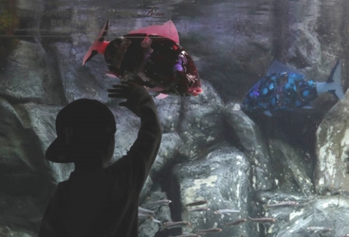 １２日、ソウル蚕室ロッテワールド水族館でロボットフィッシュ「マイロ」が泳いでいる。「マイロ」は鯛の形で生きている魚のように自然な遊泳パターンが可能な魚型水中ロボットだ。