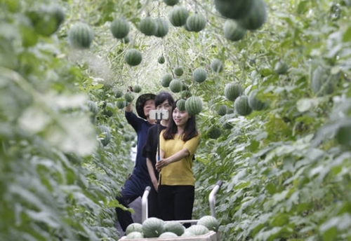 ６日、大邱寿城区の寿城スタイル農場で、市民がスイカの収穫体験中に記念写真を撮影している。