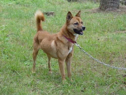 済州犬は尻尾がほうきのように立っており、三角形の立ち耳が特徴だ。（写真＝済州道畜産振興院）