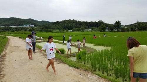 忠南洪城郡「洪東村」洪東小学校の児童が有機農稲作の現場で生態教育を受けている。（写真＝各村）