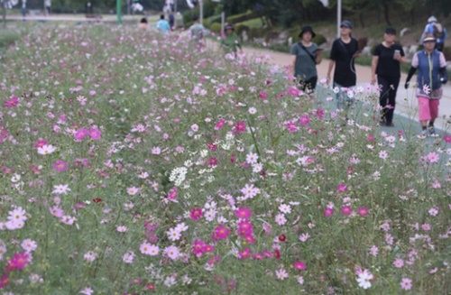 ５日、釜山東莱区の温泉川河川敷に満開に咲いたコスモス。