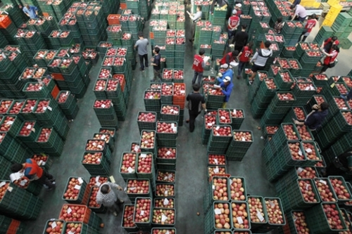 秋夕連休を１０日前に控えた２１日、慶北安東の農産物卸市場でりんごが競売にかけられている。