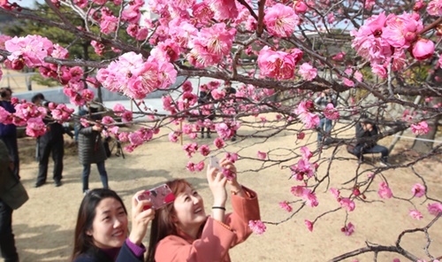 １日、釜山南区国連記念公園で散歩に出た市民たちが紅梅の花を見て写真を撮っている。