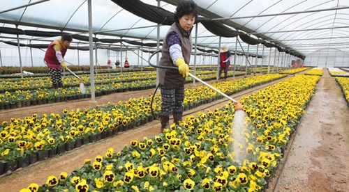 ６日、釜山市機張郡の古村養苗場で職員が官公庁や釜山通りの一部区間に飾られる予定の春の花に水やりをしている。