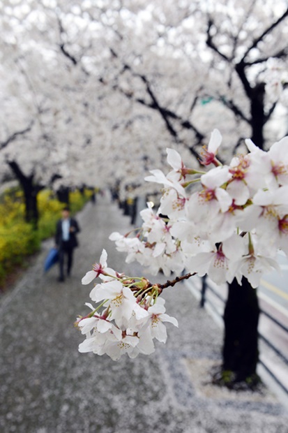 昨年４月、ソウル汝矣島輪中路に咲いた桜の花