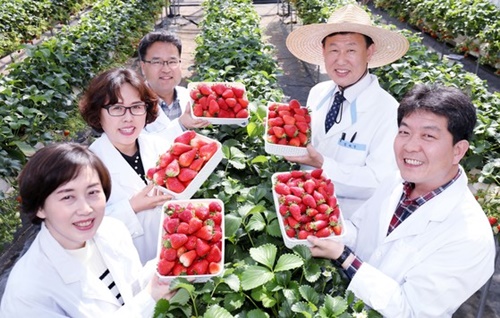 論山イチゴ試験場の研究員が雪香や梅香など韓国産イチゴを収穫している。左からイ・インハ、キム・ヒョンスク、ナム・ミョンヒョン研究士、キム・テイル場長、イ・ヒチョル研究士。