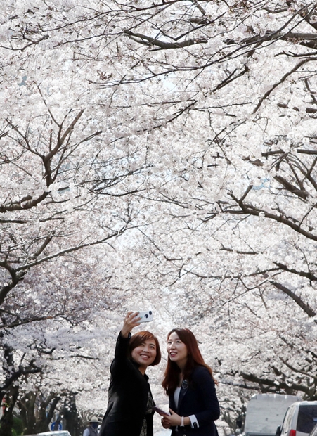 ２８日、釜山水営区南川洞の桜の群落地を訪れた市民が記念撮影をしている。