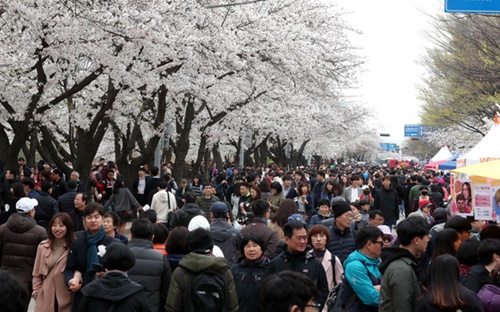 ８日、ソウル・汝矣島（ヨイド）の輪中路（ユンジュンロ）サクラ祭りに訪れた行楽客が花冷えの寒さにもかかわらず通りをいっぱいに埋めている。