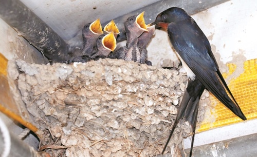 ２２日、忠清北道沃川郡のある家の軒先に巣を作った母ツバメが、取ってきた餌を子に食べさせている。
