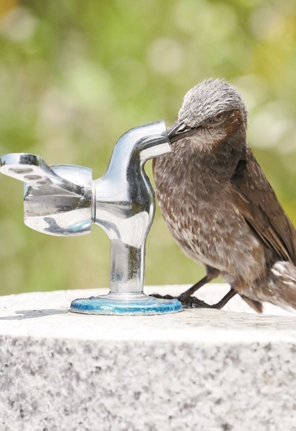 夏至を迎えた２１日午後、大田市儒城区のある公園の水飲み場でヒヨドリが喉の渇きを潤している。
