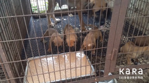 犬農場で子犬が残飯で作られた湿式飼料を食べている。（写真提供＝ＫａＲａ）