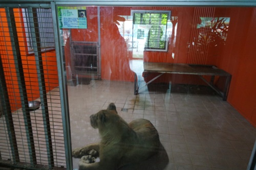 狭いコンテナの中に展示された体験動物園のライオン。タイルの床も野生の動物にはつらい環境だ。（写真＝動物福祉問題研究所ＡＷＡＲＥ）