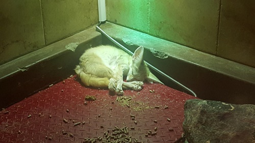 体験動物園展示場の鉄板の上で眠っているフェネック。