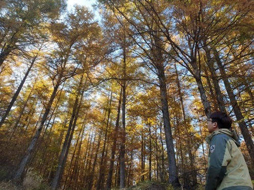 先月２５日に訪れた太白山国立公園のカラマツの森。森の中に入ると木は１～２メートル間隔と過密で、陽の光が差しこんでこないため冷たい空気まで漂っていた。森の地面で他の木を見つけることは難しかった。