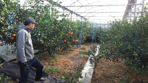 ２７日、済州道西帰浦市中文洞のある農家のビニールハウスで農家が１年間育てた日本品種の「あすみ」ミカンを見つめている。