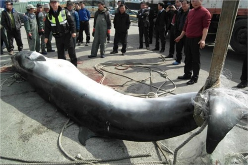 韓半島沖のミンククジラ（写真＝木浦海洋警察署）