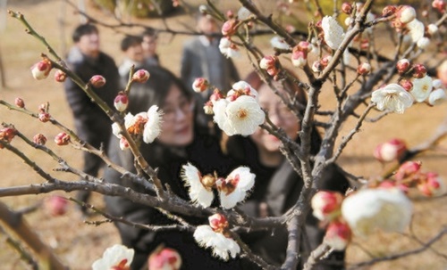 ８日、釜山南区の東明大学本館前の庭園で開花した梅の花。