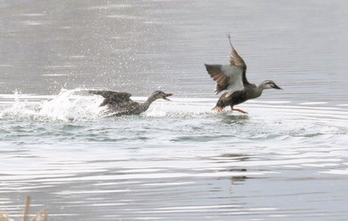 １０日午後、大田市中区の柳等川で渡り鳥が水面で遊んでいる。