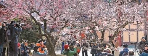 １０日、慶尚南道梁山市の通度寺を訪れた市民が満開した梅を写真に収めている。