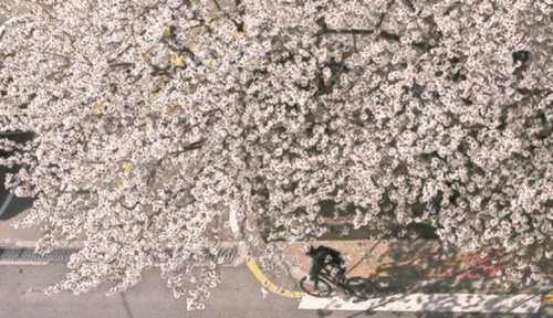１９日、釜山市東莱区安南路の道端で桜の花が大きく咲いている。