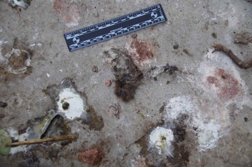 独島東島で見つかったイエネズミの屍骸。（写真＝韓国環境部）
