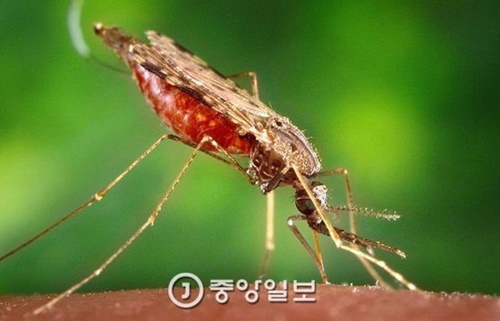 マラリアを媒介する蚊（写真＝中央フォト）