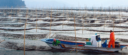 全羅南道莞島沖のノリ養殖場で漁業関係者が船に乗ってノリを見ている。全南海域は韓国の海藻類生産量の約８０％を占める。