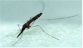 マラリアを媒介するハマダラカ