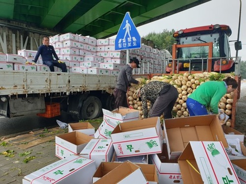 ４日、江原道平昌郡大関嶺面の橋の下で農民が収穫した高冷地ダイコンを箱に詰めている。箱が雨に濡れないよう２キロほど離れた畑からダイコンをトラクターで運んだ。　パク・ジノ記者