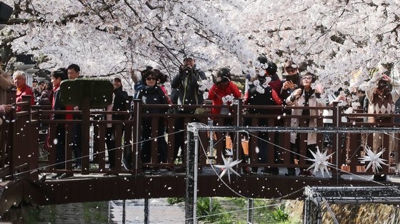 昨年、韓国南部の慶南鎮海軍港祭を一日前にした３月３１日鎮海区余佐川（ヨジャチョン）の川辺に沿って満開した桜を見るために人々が寄り集まった。ソン・ポングン記者