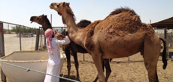 中東呼吸器症候群（ＭＥＲＳ）の中間宿主であるヒトコブラクダ。２０１２年に出現したＭＥＲＳウイルスは２０１５年に韓国にもやってきて大きな被害を出した。［写真　世界保健機関］