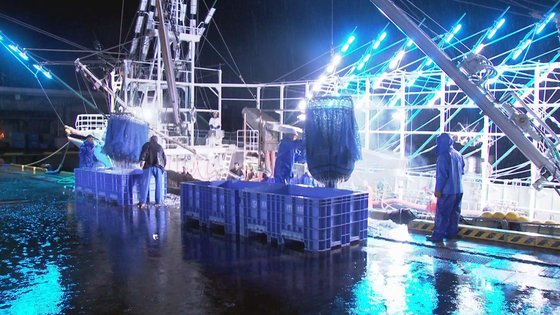 今月２３日午前５時、宮城県女川港でサンマ漁の漁船が水揚げ作業をしている。ＪＴＢＣパク・サンヨン記者