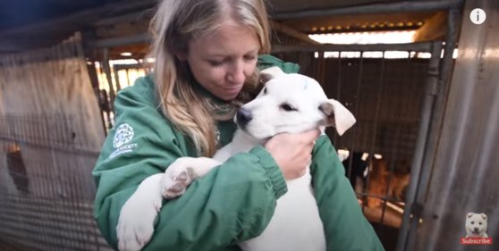 約２００頭の犬が韓国の食用犬農場から米メリーランドへと渡り新たな暮らしを見つけることになったとワシントン・ポストが７日に報じた。動物保護団体ＨＳＩのスタッフが韓国の食用犬農場から救出した犬を抱いている。［ユーチューブ　キャプチャー］