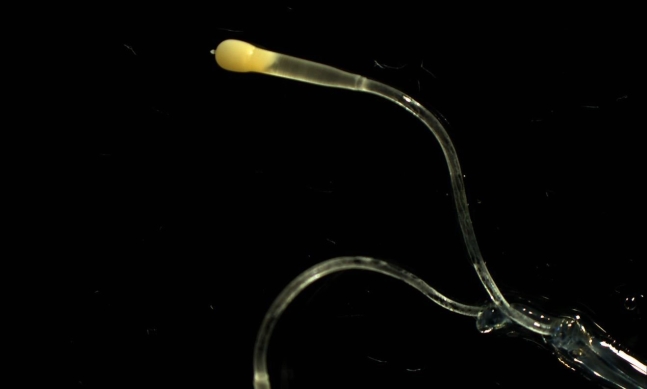 雄イカの精筴を拡大した姿［写真＝国立水産科学院］