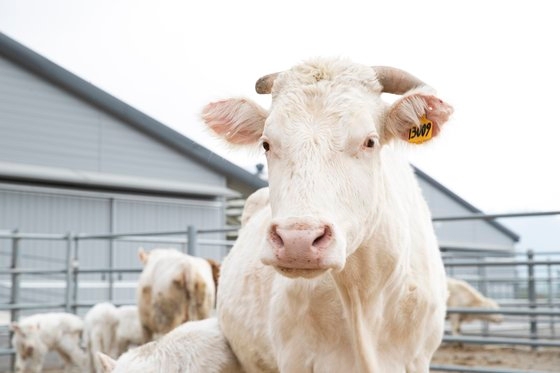 白い牛の年である辛丑年の２０２１年、慶尚南道咸陽郡（キョンサンナムド・ハミャングン）に位置した農村振興庁国立畜産科学院家畜遺伝資源センターで飼育されている白牛。［写真　韓国農村振興庁］