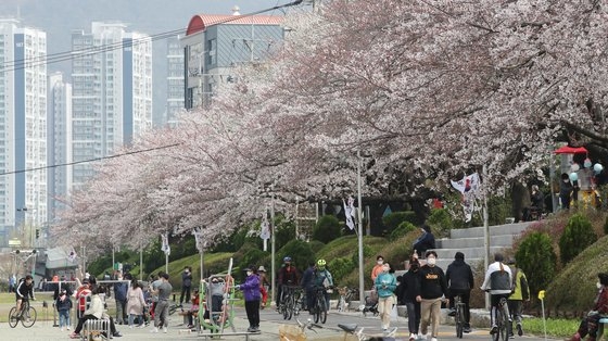 ２１日、釜山市蓮堤区（ヨンジェグ）で市民が満開した桜の花の下を歩いている。　ソン・ボングン記者