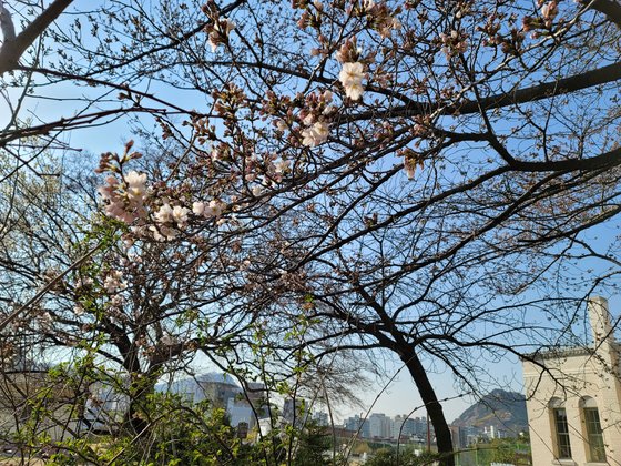 先月２４日、ソウル気象観測所で桜の花が開花した様子。［写真　韓国気象庁］