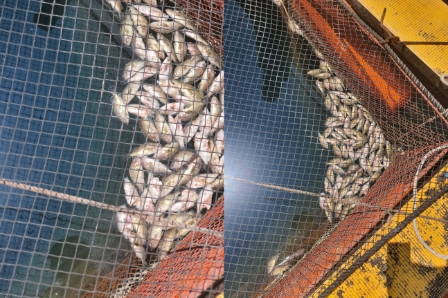 ８月に入って水温が高い日が続き、死んで水面に浮かぶ慶尚南道統営市の海上囲い網養殖場の魚［写真　統営市］