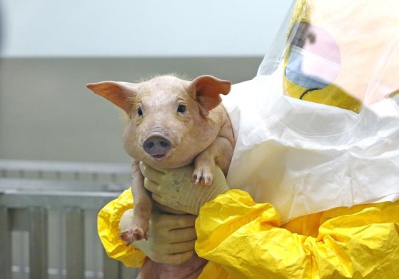 韓国国立畜産科学院が２０１０年に開発した「ミドゥミ」は超急性と急性拒否反応を制御した臓器移植用のブタ。［写真　韓国農村振興庁］