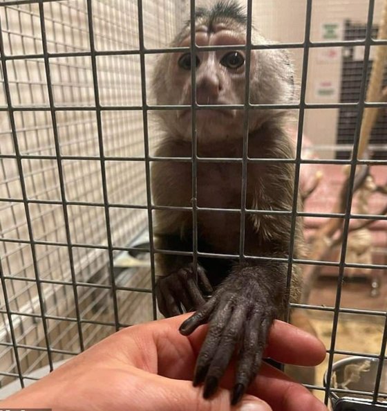 ポーランドのポズナン動物園に救出された猿。［写真　ポズナン動物園　ツイッターキャプチャー］