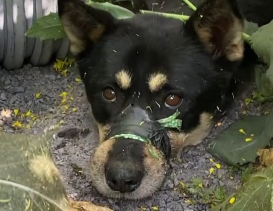 済州道（チェジュド）のある捨て犬保護センターの近く１匹の子犬が前脚は背中で縛られて口がひもで縛られたまま発見された。