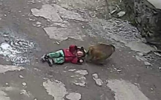 中国西部重慶のある村で１９日に野生のサルが３歳の女の子の髪をつかんで連れ去ろうとする姿。［ウェイボー　キャプチャー］