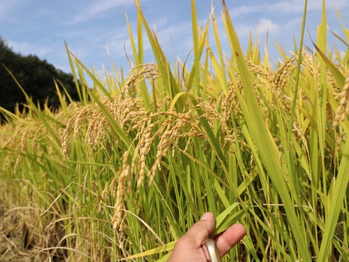韓国農村振興庁が京畿道利川（キョンギド・イチョン）市と開発した稲の品種「ヘドゥル」。［写真　農村振興庁］