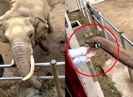 今月１３日（現地時間）、中国東部山東省威海市にある野生動物公園で象が柵の中に落ちた子どもの靴を拾って落とし主に返す様子。［写真　ツイッター　キャプチャー］
