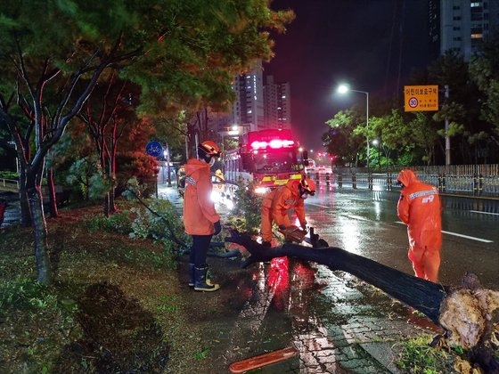 京畿道安山市常緑区（キョンギド・アンサンシ・サンロッグ）のある道路に倒れた街路樹を消防署員が歩道に移動させている。［写真　京畿道消防災難本部］