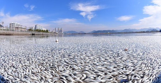 ２日、慶尚南道昌原市馬山合浦区（キョンサンナムド・チャンウォンシ・マサンハッポグ）の３・１５海洋ヌリ公園の沖合で、大量死した魚が水面いっぱいに浮かんでいる。［写真　慶南道民日報］